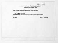 Valsa pustulata image